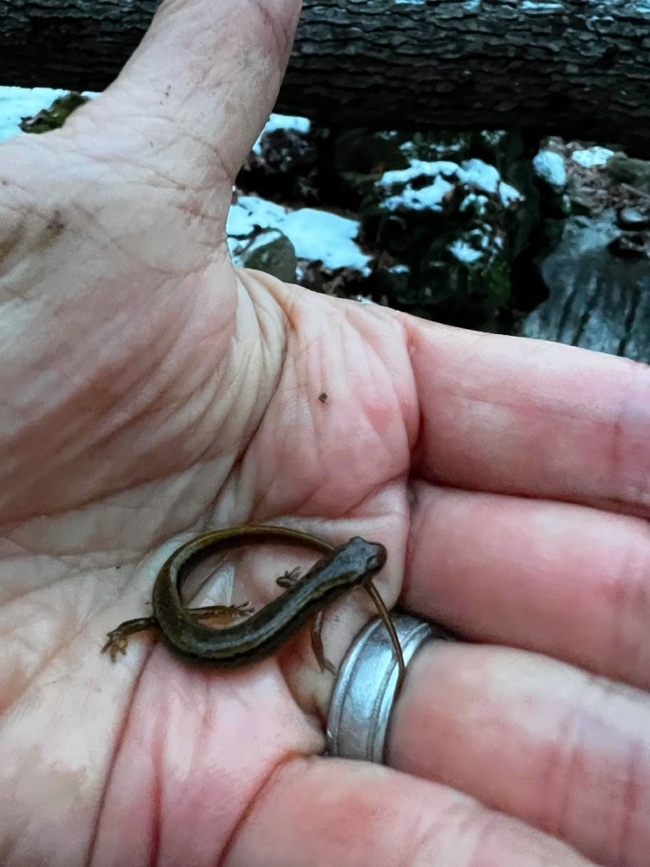 Two-lined Salamander